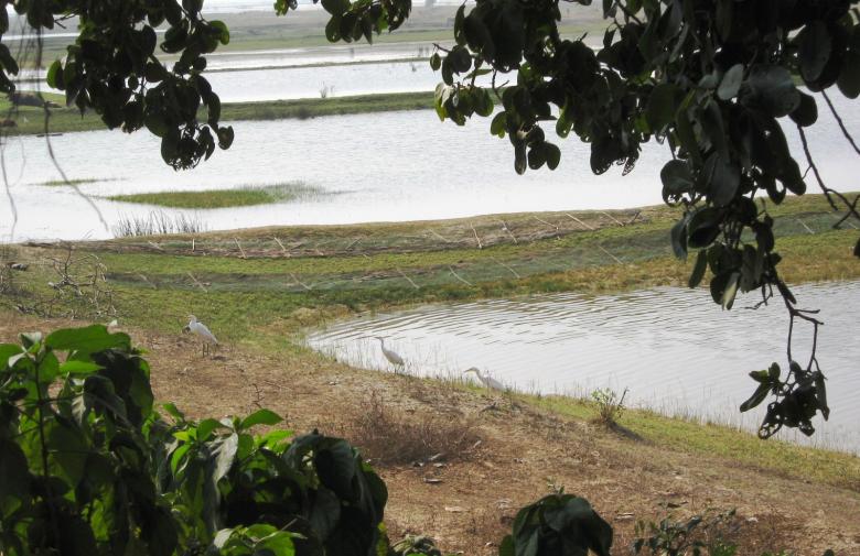 Free stock image of Chilika Bird Sanctuary in Orissa created by Manash Choudhuri