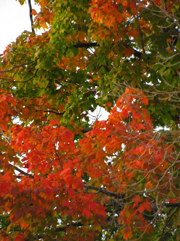 Free stock image of Changing leaves created by melissa denault