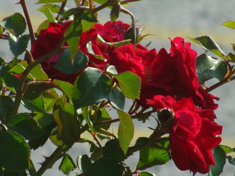 Free stock image of Red flowers  created by melissa denault