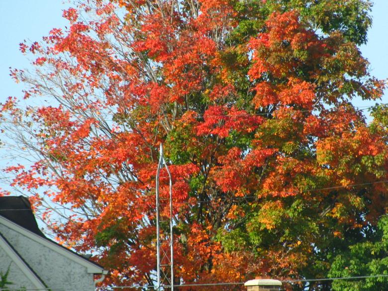 Free stock image of Changing leaves created by melissa denault