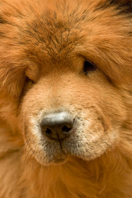 Free stock image of Dog created by 2happy