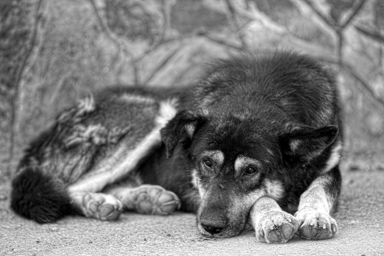 Free stock image of Dog created by 2happy