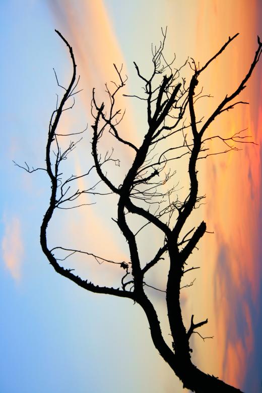 Free stock image of Branch created by 2happy