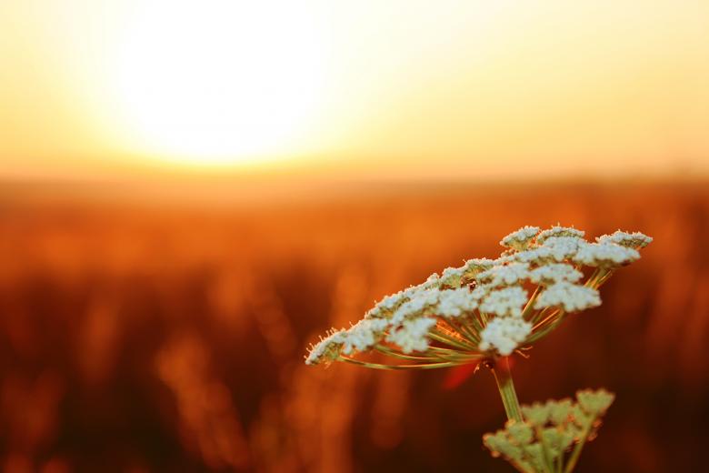 Free stock image of Flower created by 2happy