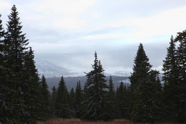 Free stock image of Trees and Mountains created by 2happy