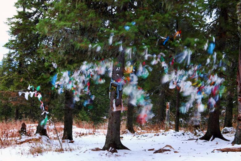 Free stock image of Tree created by 2happy