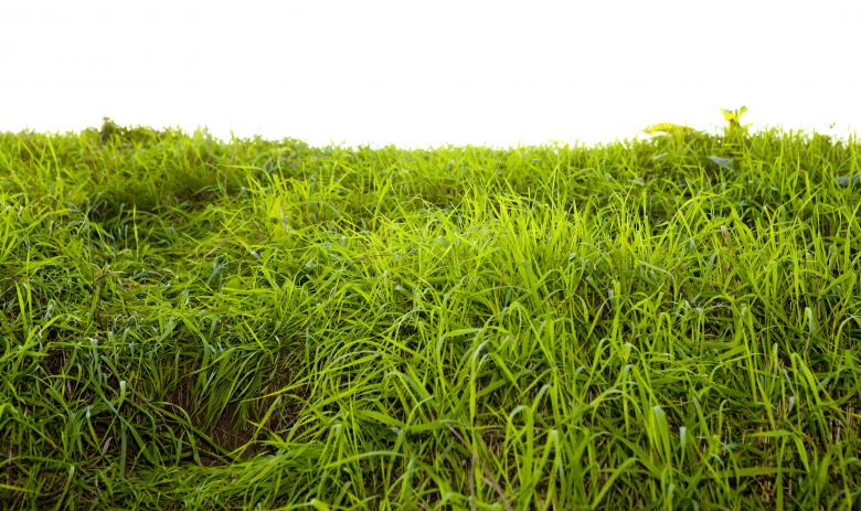 Free stock image of Grass created by 2happy