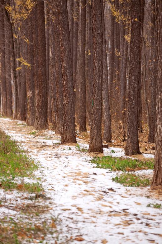 Free stock image of Trees created by 2happy
