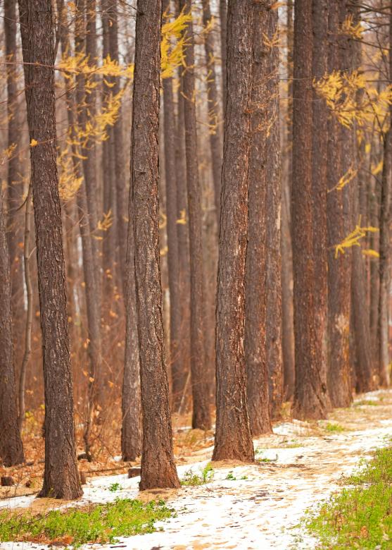 Free stock image of Trees created by 2happy