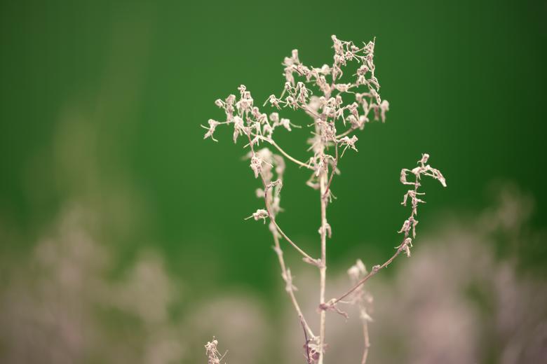 Free stock image of Leaves created by 2happy