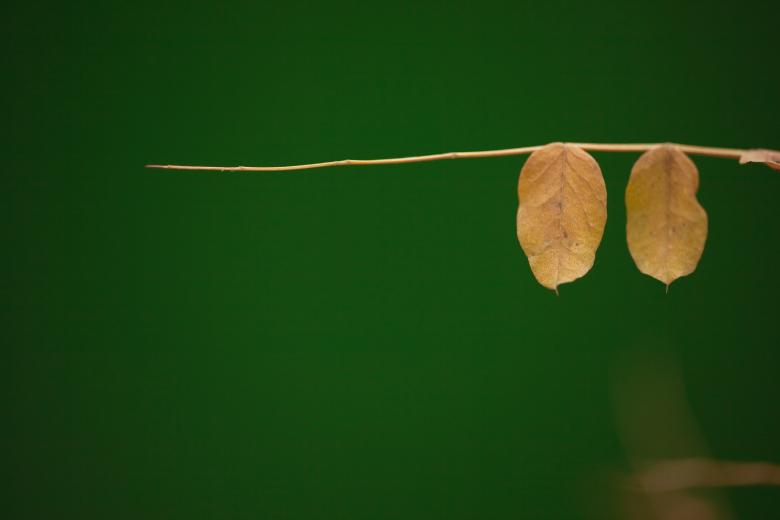 Free stock image of Leaves created by 2happy