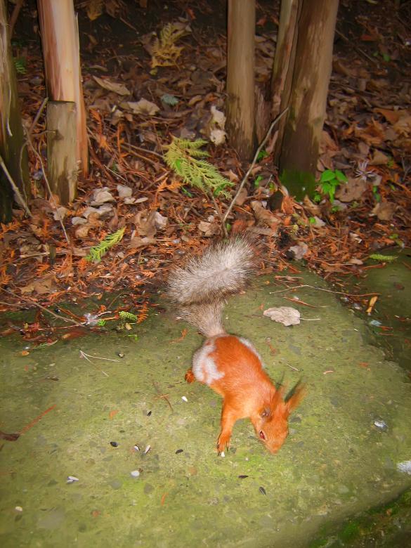 Free stock image of Squirrel created by 2happy