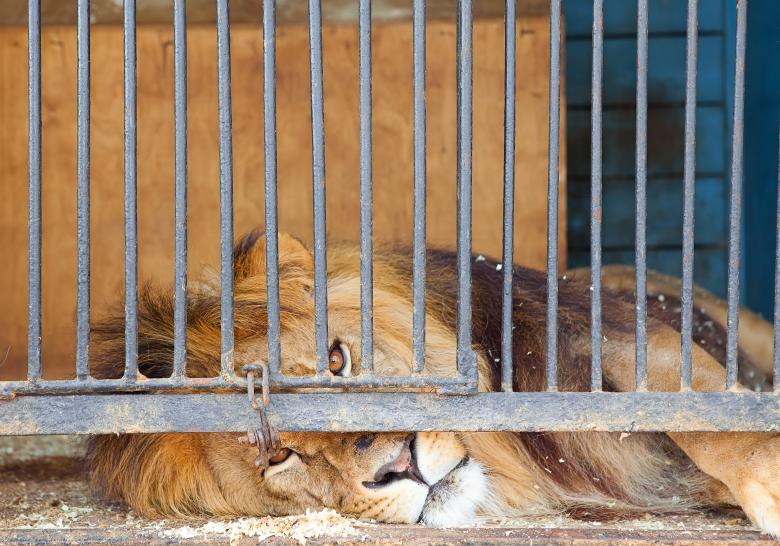 Free stock image of Lion created by 2happy
