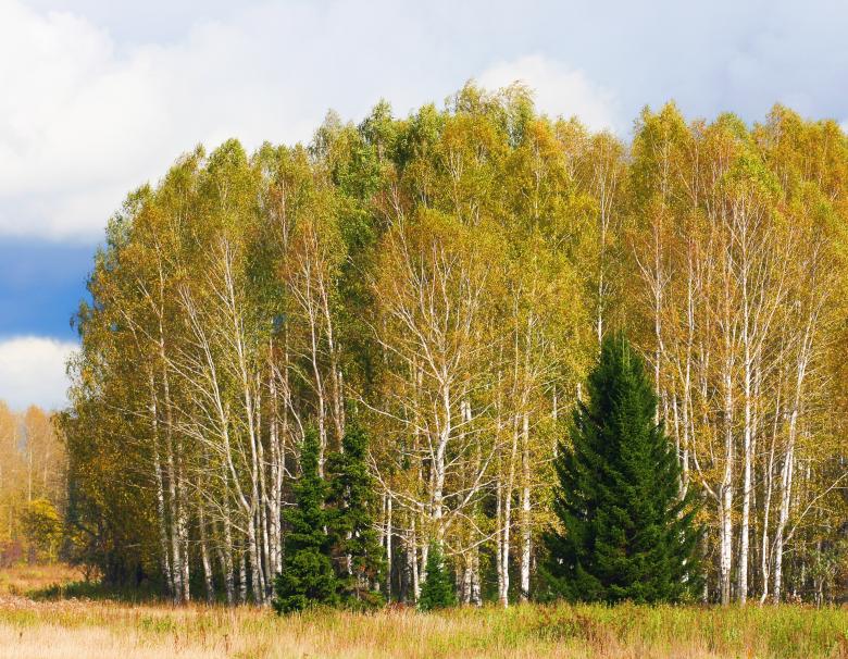 Free stock image of Trees created by 2happy