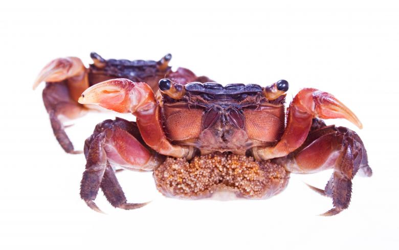 Free stock image of Crabs created by 2happy