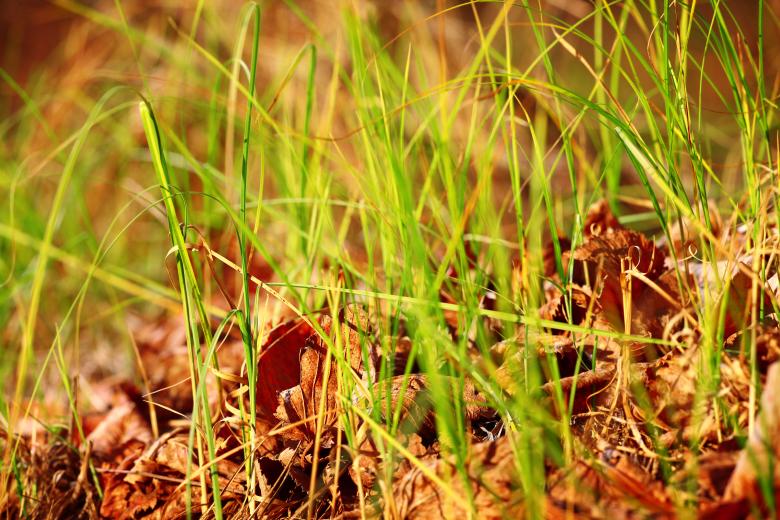 Free stock image of Grass created by 2happy