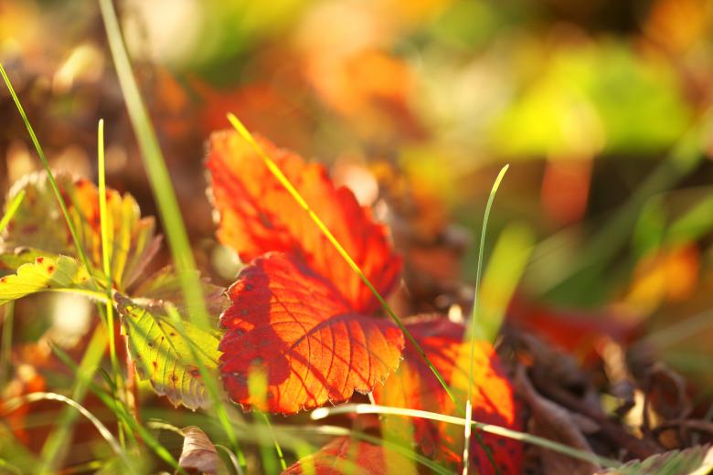 Free stock image of Nature background created by 2happy