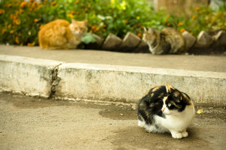 Free stock image of Cats created by 2happy