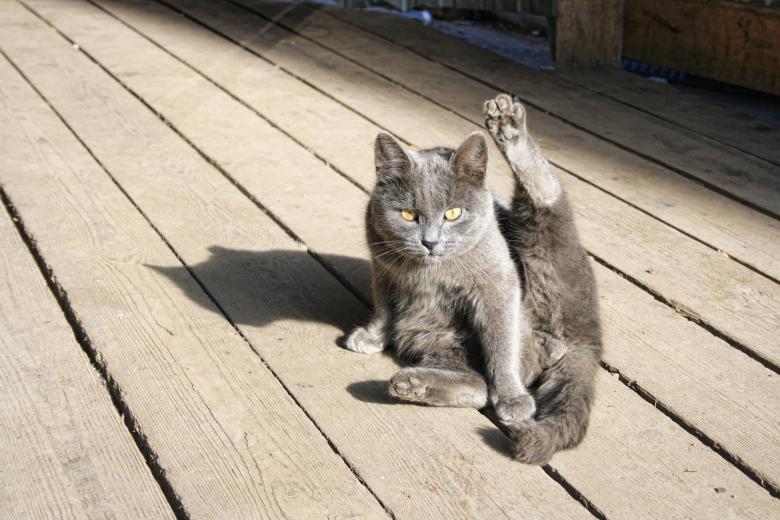 Free stock image of Cat created by 2happy