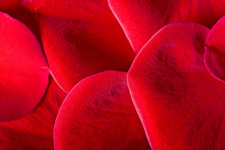 Free stock image of Red rose petals created by 2happy