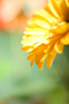 Yellow flower - Free Stock Photo