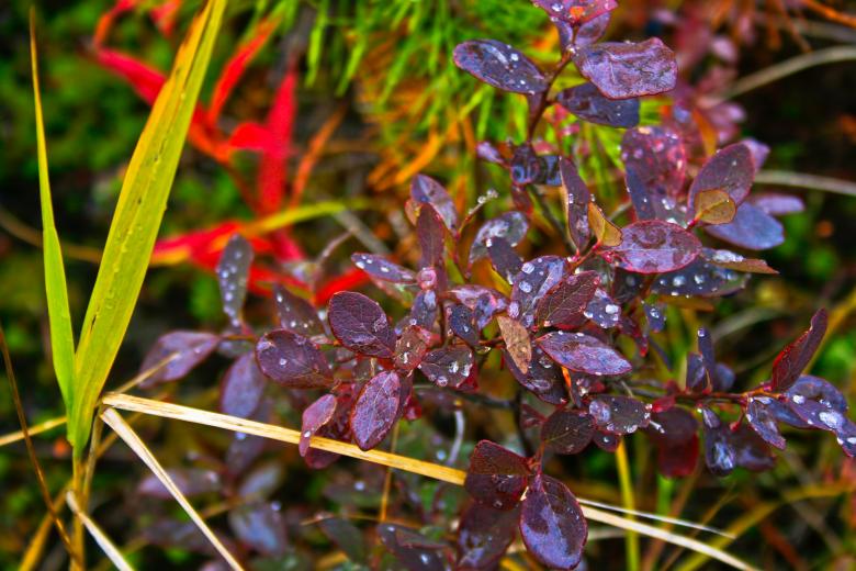 Free stock image of Plants created by 2happy