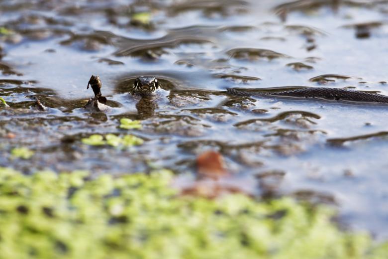 Free stock image of Snake in water created by 2happy