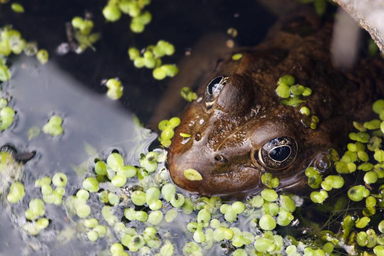 Free stock image of Frog created by 2happy