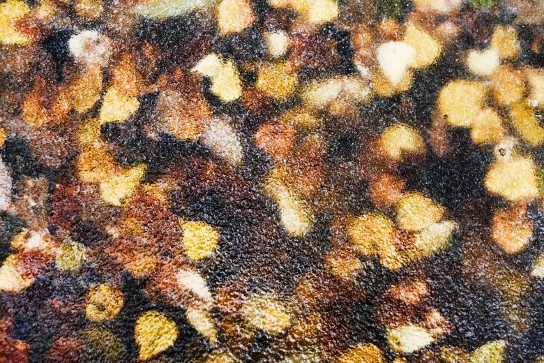 Free stock image of Frozen Leaves created by 2happy