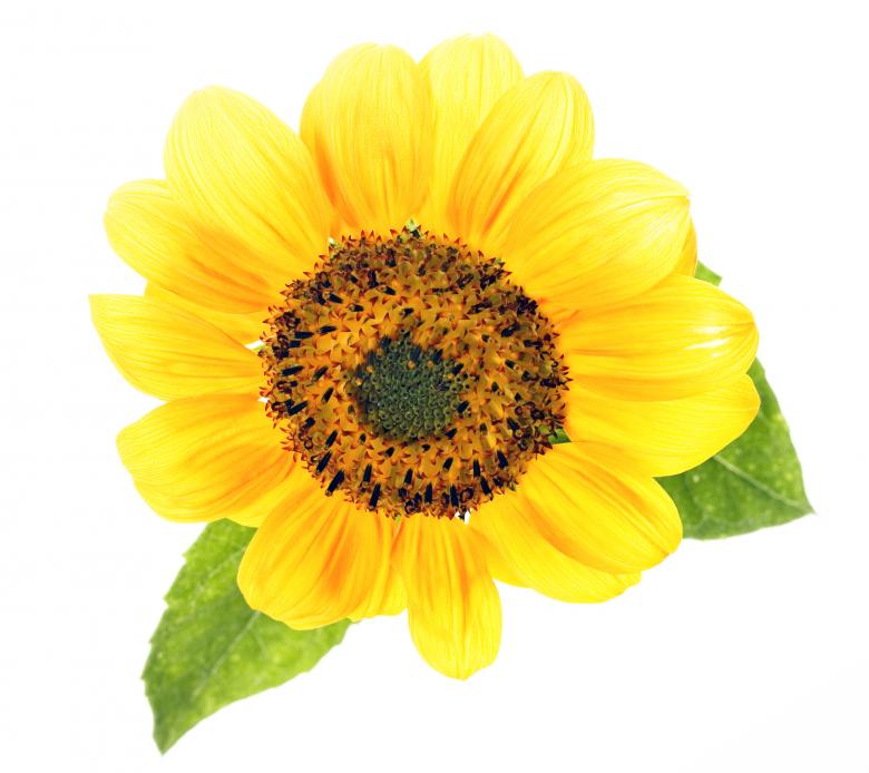 Free stock image of Sunflower created by 2happy