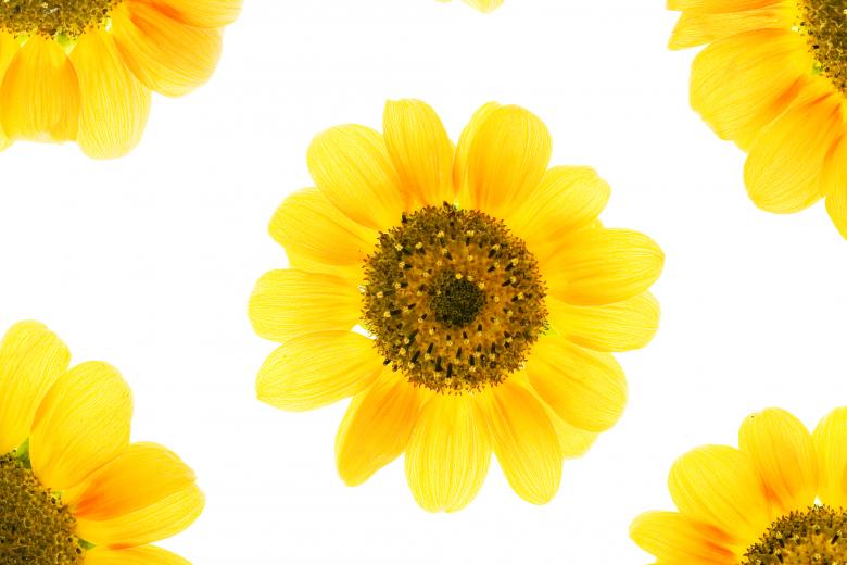 Free stock image of Sunflowers created by 2happy