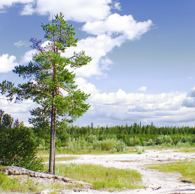 Free stock image of Tree created by 2happy