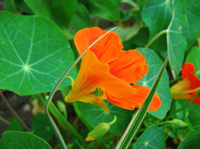 Free stock image of Flower created by 2happy