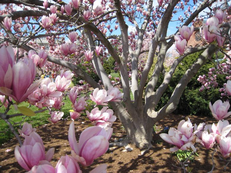 Free stock image of Magnolia Tree created by RS