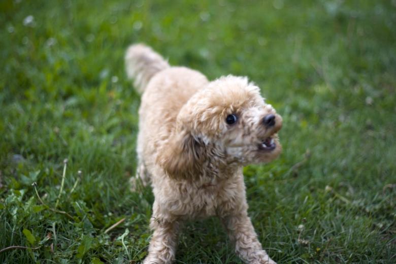 Free stock image of Angry dog created by 2happy