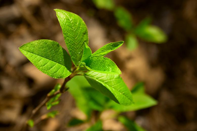 Free stock image of Green Plant created by 2happy