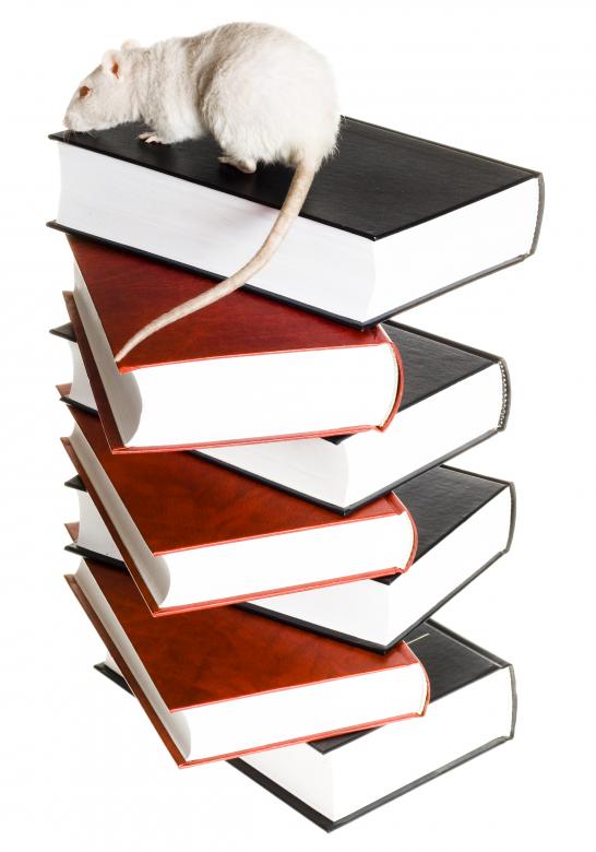Free stock image of Rat &amp; books created by 2happy
