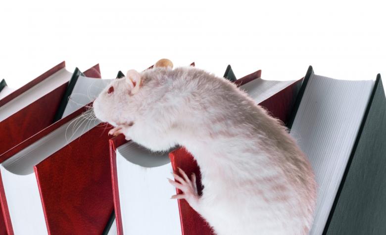 Free stock image of Rat &amp; books created by 2happy