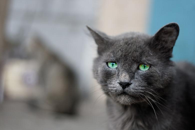 Free stock image of Gray Cat created by 2happy