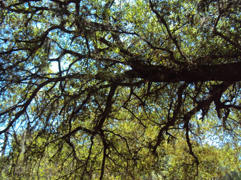 Free stock image of Woods created by Heather Boudreau