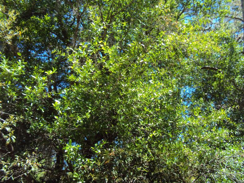 Free stock image of Woods created by Heather Boudreau
