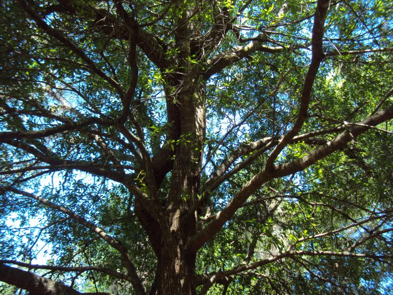 Free stock image of Woods created by Heather Boudreau