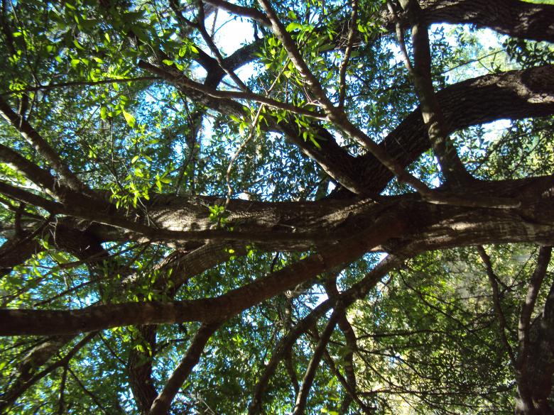 Free stock image of Woods created by Heather Boudreau