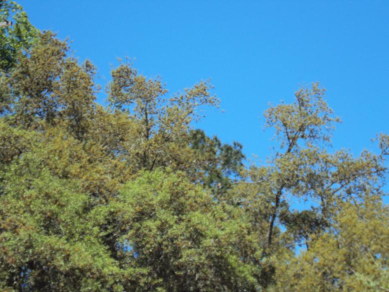 Free stock image of Woods created by Heather Boudreau
