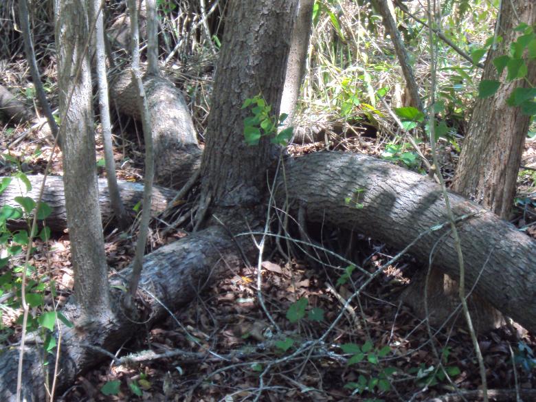 Free stock image of Woods created by Heather Boudreau