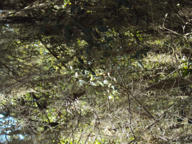 Free stock image of Woods created by Heather Boudreau