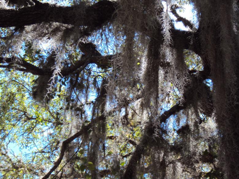 Free stock image of Woods created by Heather Boudreau
