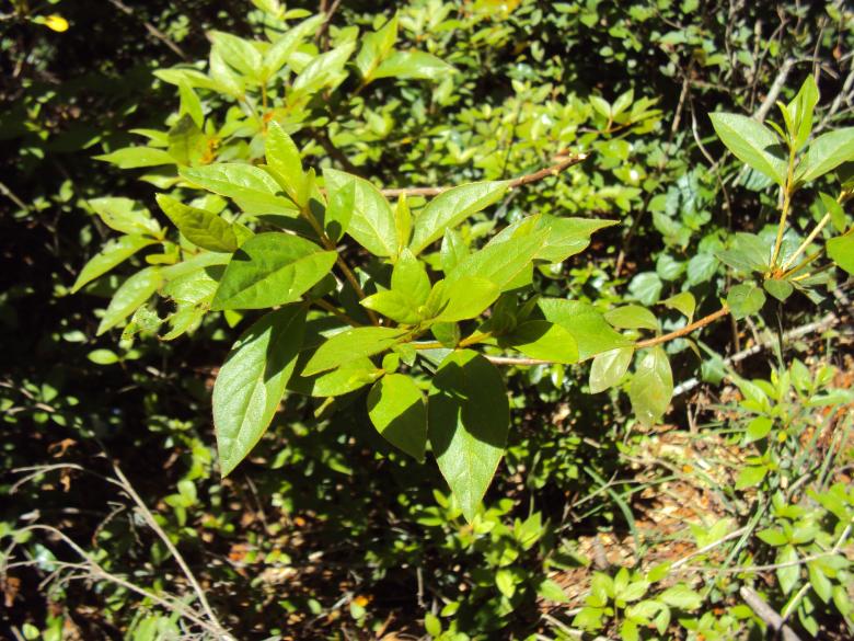 Free stock image of Woods created by Heather Boudreau