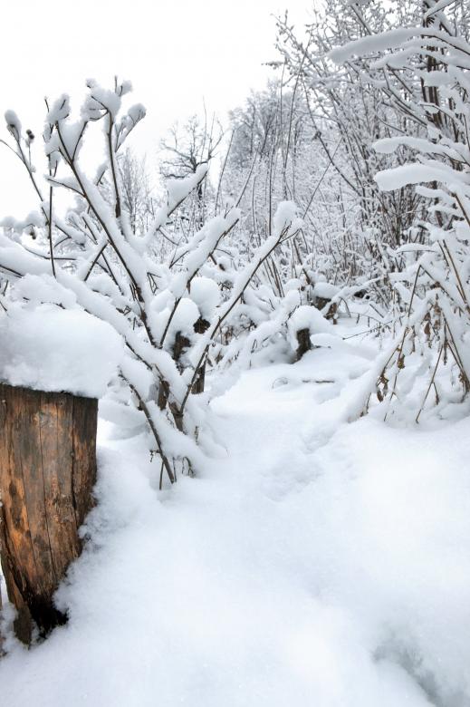 Free stock image of Winter forest created by 2happy