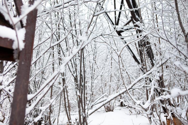 Free stock image of Winter forest created by 2happy